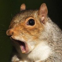 Ndoon (@ggrapic) 's Twitter Profile