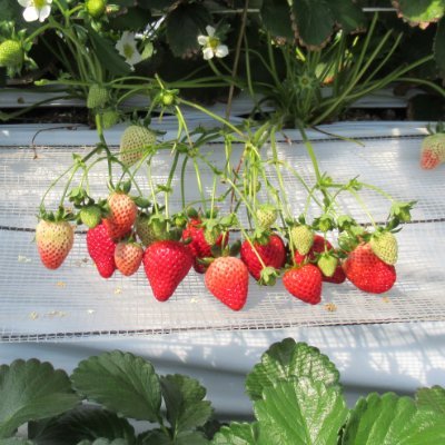 rieko_e_co's profile picture. 息子と夫をこよなく愛す。日常で言えないことをただつぶやきたい😌優しい人が好き。NACK5聴きがち。