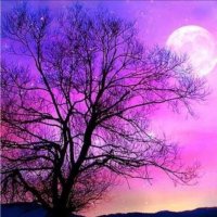 Nature (@naturemohd) 's Twitter Profile