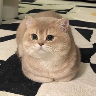 rzkyamalia___'s profile picture. 