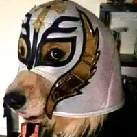 moyed (@samoyedali) 's Twitter Profile