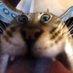 🐈 (@shinyduos) Twitter profile photo 🐈 (@shinyduos) Twitter profile photo