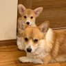 Ch1aIl's profile picture. 『高くて硬い壁と、壁にぶつかって割れてしまう卵があるときには、私は常に卵の側に立つ』 2018年後半から俳句始めましたが、真面目に考え始めたのは2019年夏から。政治経済関係のリツイート多少あります。 フォローオンオフお気軽に。 いつき組。小熊座