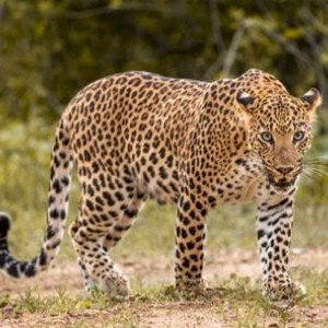 هذا الحساب مخصص للتحليل الفني وكل ما يطرح ليس توصية بيع او شراء