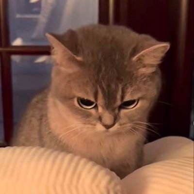 hungry_cat_2003's profile picture. 