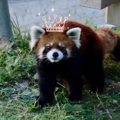 6月になったのでガイア21歳を祝うアカウントとして復活✨毎日1ガイアの投稿で元気に21歳を迎えられるように愛と願いを込めてます❤️会えないけれどお部屋で元気に過ごしてるならそれが1番☝️
