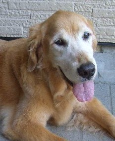 首輪とリードのネットショップ「ジョディーのお店」と犬猫の保護活動をしています。2011年にゴールデンのジョディー15歳とユキ11歳がお星様になりました。今は元保護犬の小太郎（MIX)、マロン（MD)がいます。どうぞよろしくお願いします。