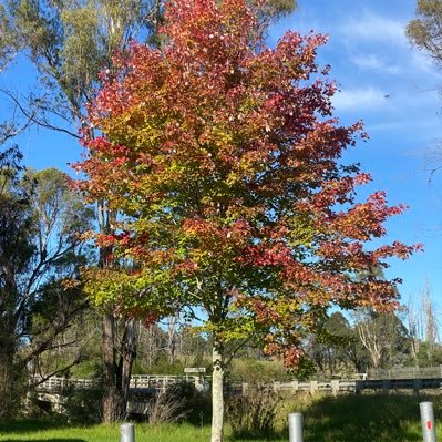 Drummer4alpines's profile picture. 