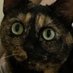 dee ⨺⃝ (@kitdeecat) Twitter profile photo dee ⨺⃝ (@kitdeecat) Twitter profile photo