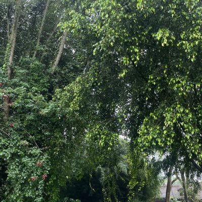 aminahajji19's profile picture. prayerfull