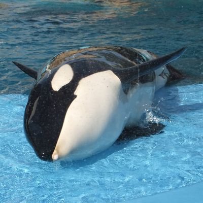 ・海の生き物が大好きで、ゆる〜いイルカ,クジラ類のイラスト描いてます。
・中でもシャチが好きです。きっかけはアニメ「七つの海のティコ」を観て、すっかり魅了されてしまいました。
#シャチ #海の生き物 #イラスト
ご依頼のお問い合わせはDMへ