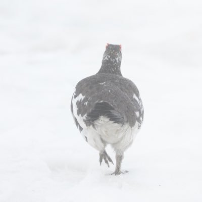 miwako_1213's profile picture. 