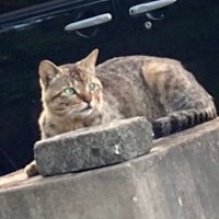 おじゅん。。 (@ozunzundeth) 's Twitter Profile Photo おじゅん。。 (@ozunzundeth) 's Twitter Profile Photo