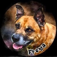 Freyas_Mutt_Hut (@freyasmutthut) 's Twitter Profile