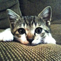 Ray-Ba (@raybasssync) 's Twitter Profile