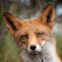 OneBrownDog (@one_brown_dog) 's Twitter Profile