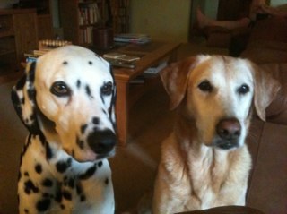 tri_dogs's profile picture. love my dogs and triathlons