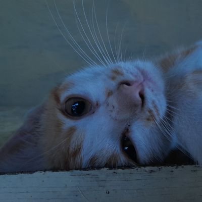 julihendrita's profile picture. a little crab🦀🦀