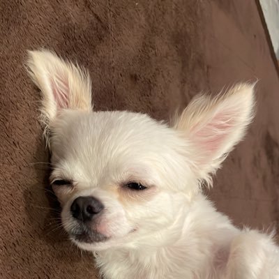 kawasaki1hirata's profile picture. 広報担当のめるちゃんです！ 平田(正一)厩舎について、めるちゃんが お伝えしていくワン🐶平田厩舎にご興味ある方はぜひお気軽にDMお願い致します。