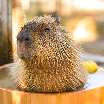 hiro_capy_ooo's profile picture. I'm an amateur photographer, in Tokyo/JAPAN. A Nikon lover.
寺社仏閣建築写真〜夜景〜動物園巡り。ニコン使い。
#Capybara #カピバラ #Lemur #ワオキツネザル