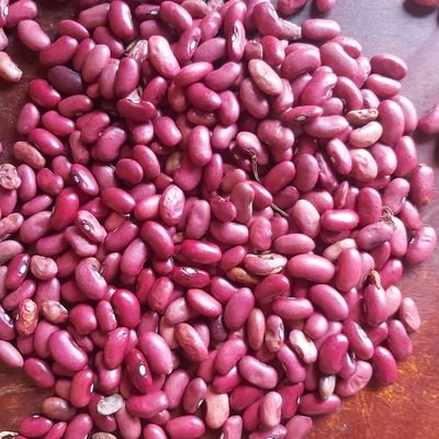 hokmark2's profile picture. Supplier and exporter all types of cereal