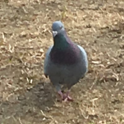 nyushi_r55788's profile picture. 懐古厨@AndyGarden_info