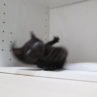 ねこになりたい (@rm_py0n) Twitter profile photo