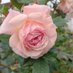 Rose Marie (@amsammells) Twitter profile photo Rose Marie (@amsammells) Twitter profile photo
