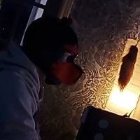 Tempest Pup (@tempest_pup) 's Twitter Profile