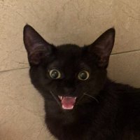 Jason | Pill (@jasonshandle) 's Twitter Profile