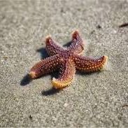 étoile de meR🌿 (@domainedelafou2) 's Twitter Profile