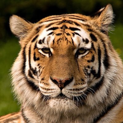 SchokoBons_13's profile picture. 