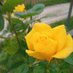 Yellow Rose (@rose_himy) Twitter profile photo Yellow Rose (@rose_himy) Twitter profile photo