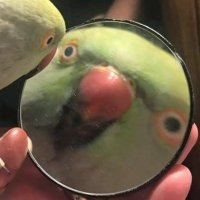 OhLookItsRey (@dranandor) 's Twitter Profile Photo