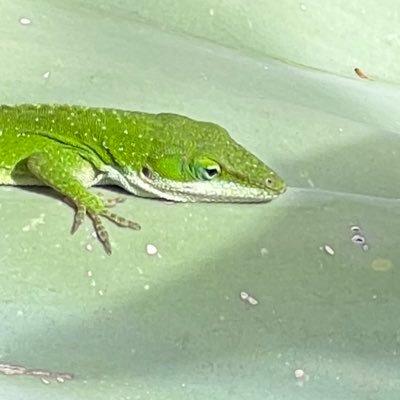 ErnestoFrijole's profile picture. I’m not a chameleon.  I do change colors.