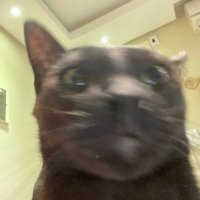 moon! (@juliasverse) 's Twitter Profile