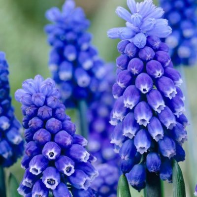 wagonwheelies's profile picture. 