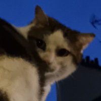 zhuzhuzhu (@nneverfalls) 's Twitter Profile