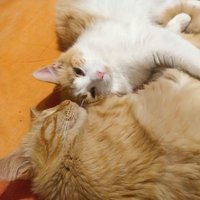 Nanfyus (@nanfyus) 's Twitter Profile
