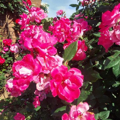 TIugqDvHUD9742's profile picture. 自然 🏞️   緑 🌳 🌱   花  🌺 🌻   動物  😸 🐶   サラブレッド   🐴　お洒落でかわいい🎀スイーツ  🍰  🍬
そして！ 👩も💓♥️❤️  です！     (*^-^)