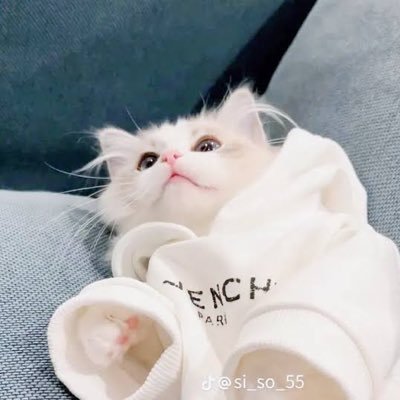 o_o__mimi's profile picture. 取引垢/成人済/ゆうちょ対応/できる限り迅速な対応致します/区別のためアカウント作り直しました、本垢提示可能です