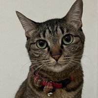 ゆり (@qxka1fdn4zbmtx3) 's Twitter Profile