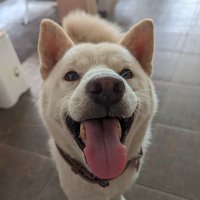 Michael Ang (@imichaelang) 's Twitter Profile