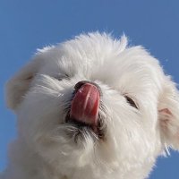 i-amkan99 (@iamkan99) 's Twitter Profile