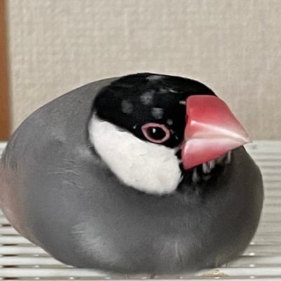 文鳥さん鳥さん生き物は可愛い💕可愛いは正義 ✨幼い頃から文鳥と暮らしています 🌈の橋を渡った尊い子達 ありがとう💖シナモンえびす♪桜 みろく♪桜パイド そい♪お茶、カフェ*佳き♡✨ 返信は🐢さんです♡