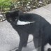 Deediloh Munkaloot (@thecat1798) Twitter profile photo Deediloh Munkaloot (@thecat1798) Twitter profile photo