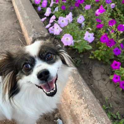 тиша степу Profile