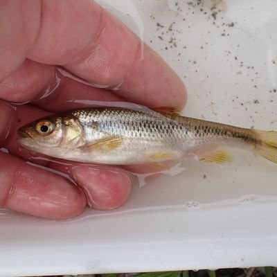 yutoyuto1250's profile picture. 国内外来種問題の研究をしている生物部員
生物系ならだいたいフォロバします。
魚と水生昆虫くらいしかツイートしません。
エロ、出会い系、怪しい垢はブロックします。
メッセージの返信が遅いことがあるのでその時はすみません。
noteも書いてます。https://t.co/gehP7xz5Qt