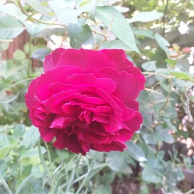 etoonako13624's profile picture. svastanesto