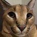 Floofy (@fluxyfloofy) Twitter profile photo Floofy (@fluxyfloofy) Twitter profile photo